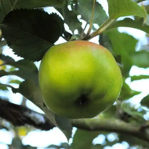 Vanad viljapuusordid